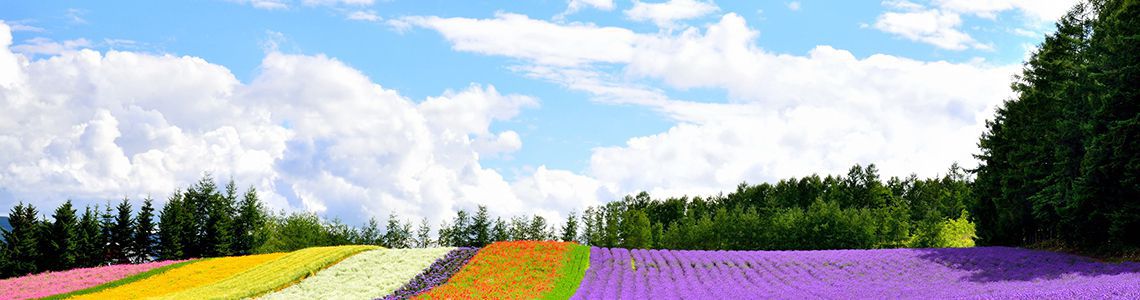 北海道 高速バス特集